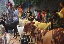 भाईंदरच्या सोसायट्यांत बकरी पालन, कुर्बानीला बंदी; आवारात कुत्र्या-मांजरांना खायला घातल्यास पाच हजारांचा दंड