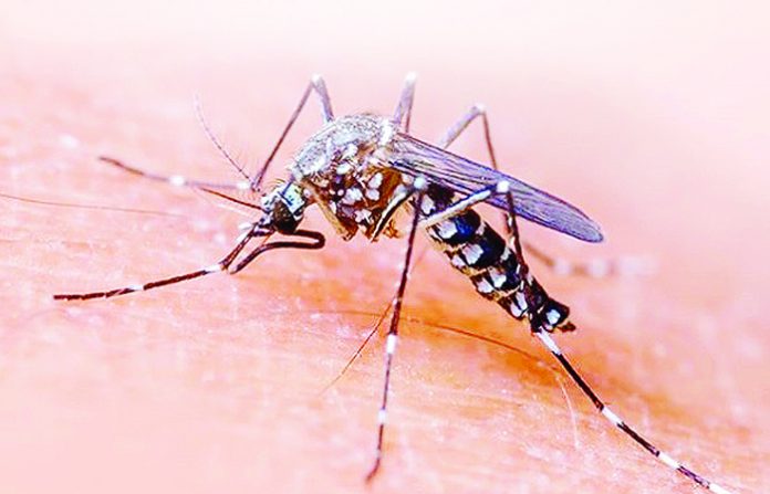 delhi-apollo-malaria-2