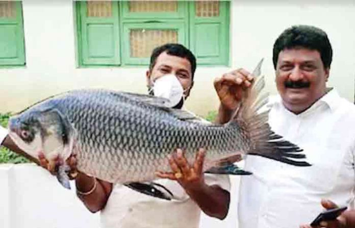 fish