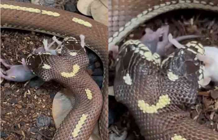 snake