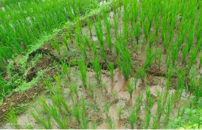 sangameshwar-farm-land-landslide