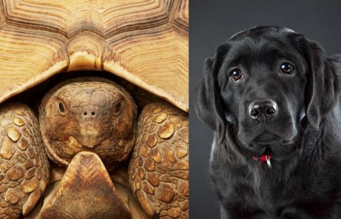 tortoise-and-dog