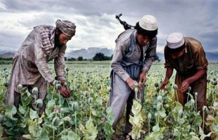 afganistan-opium