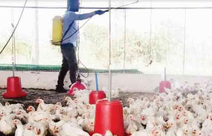 bird-flu