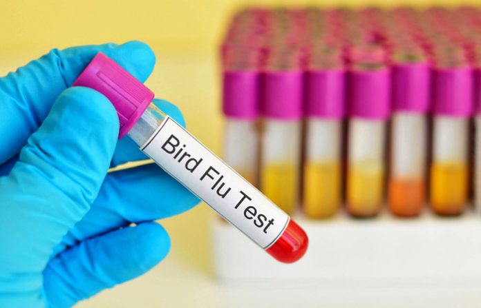 bird-flu22