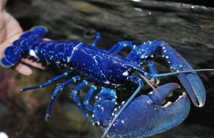 blue-lobster-4