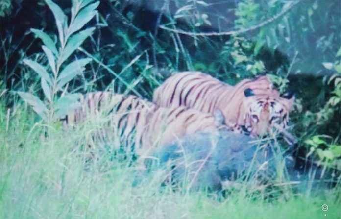 chandrapur-tiger-couple