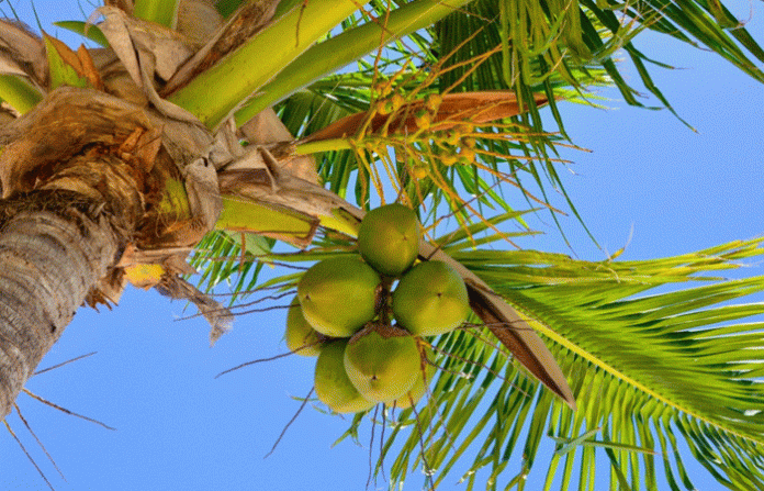 coconut