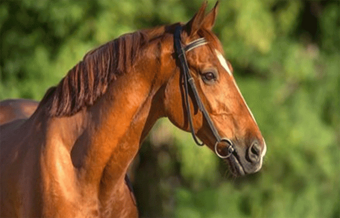 horse