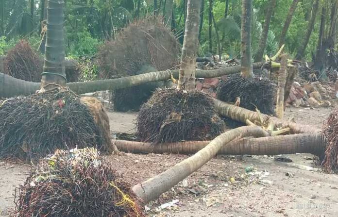 mandangad-coconut-tree