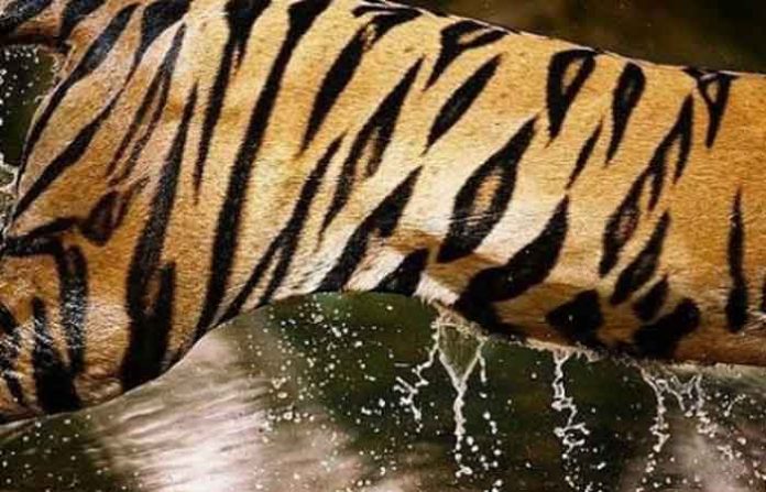 tiger