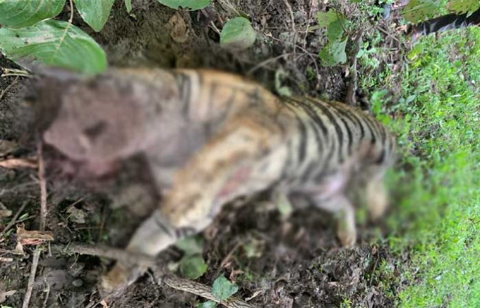 tiger-deadbody