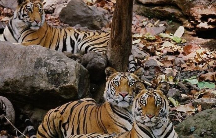tigers-in-jungle
