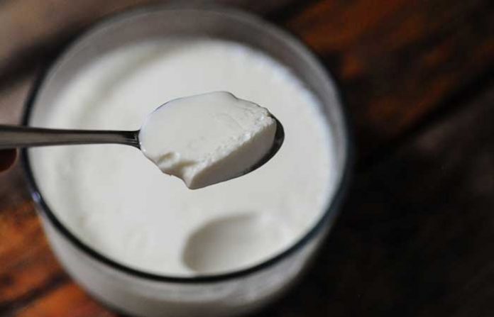 yogurt-curd