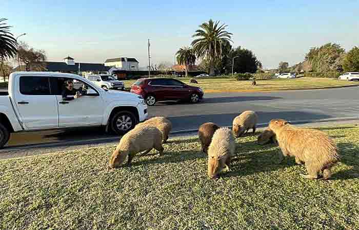 capybaras-3