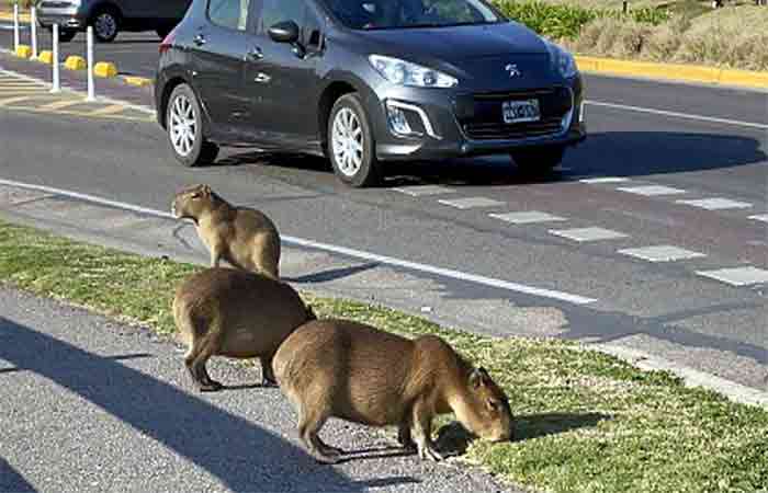 capybaras