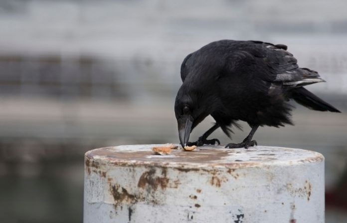 crow-eating-canva-image