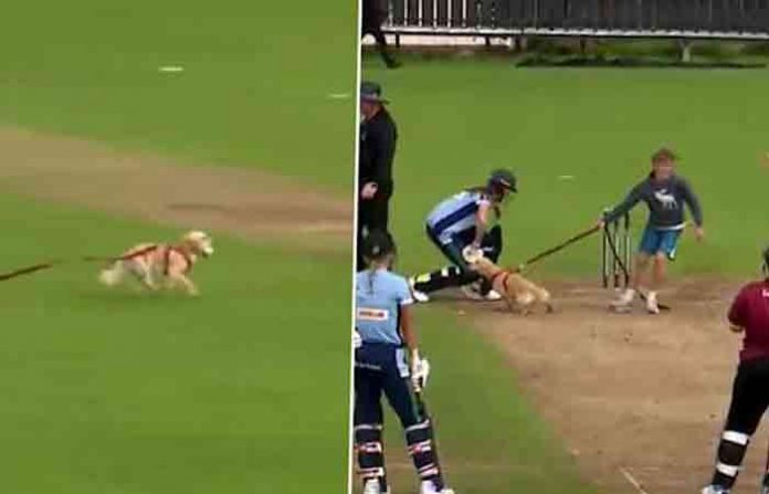 dog-match