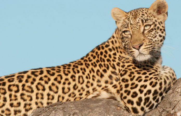 leopard
