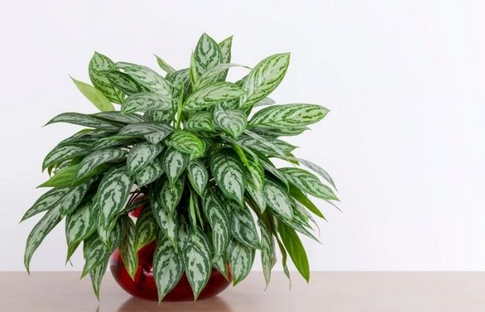 plant-1