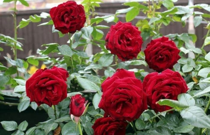 rose-11