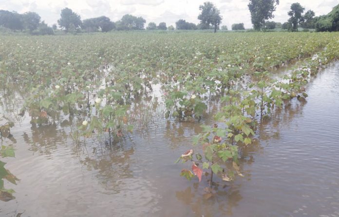 solapur-rain-crop