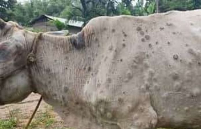 cow-disease