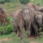 महाशिवरात्री उत्सवासाठी चाललेल्या भाविकांवर हत्तींचा हल्ला, पाच जणांचा मृत्यू; अनेक जखमी