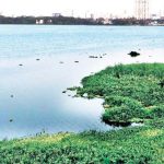 पवई तलावात सोडण्यात येणाऱ्या सांडपाण्यामुळे जलचरांना धोका, रायगडमधील नद्या-खाडय़ांमध्ये प्रदूषण