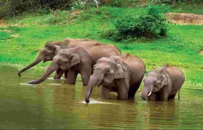 Elephant