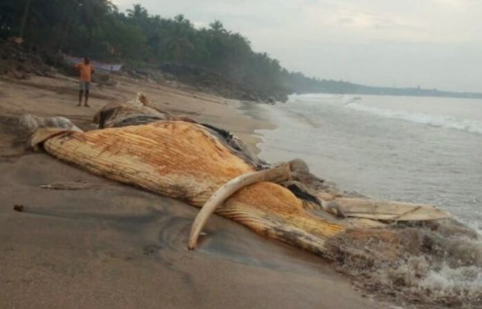 dead whale