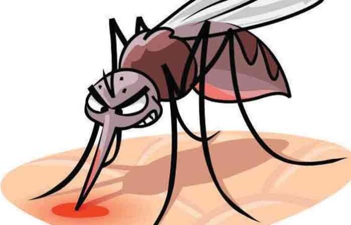 dengue