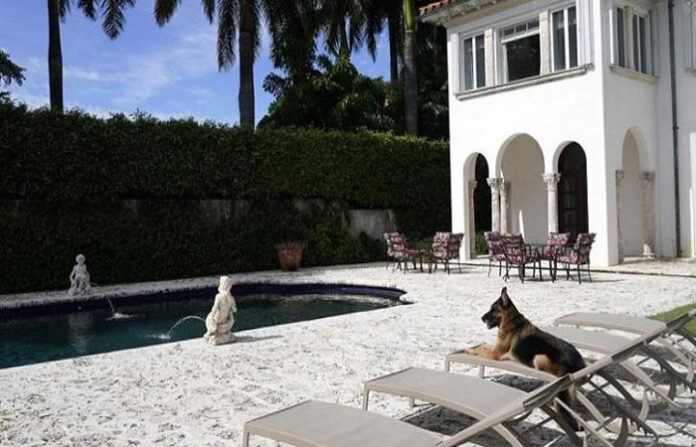 miami-dog-crore