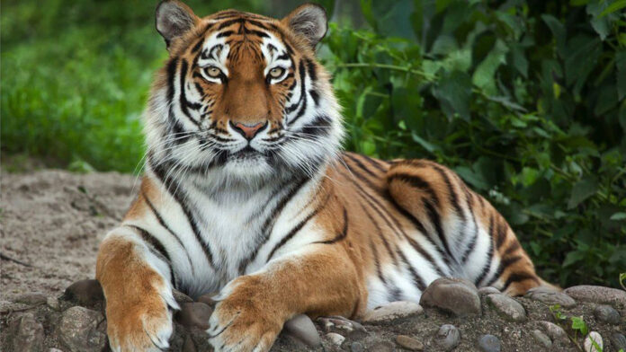 Tiger