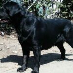 dog-chandrapur-accident-cas