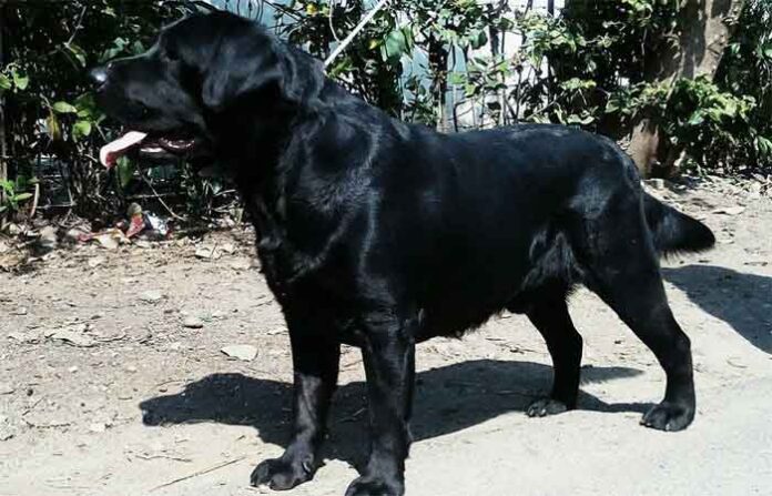 dog-chandrapur-accident-cas dog-chandrapur-accident-cas