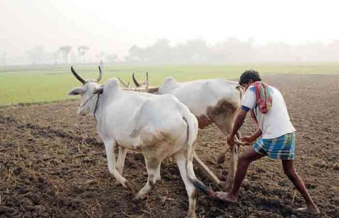 farmer