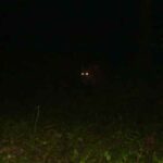wild-animal
