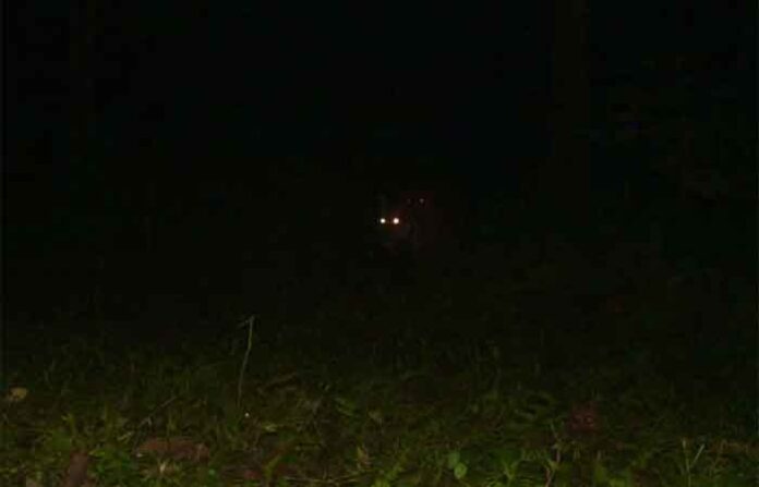 wild-animal wild-animal