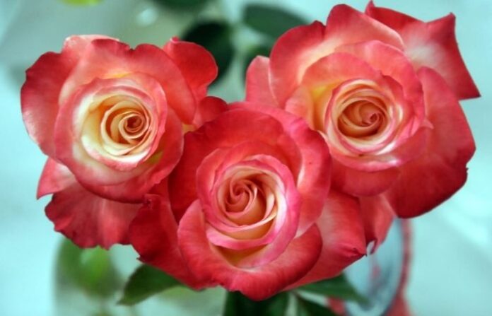 flower photo 5