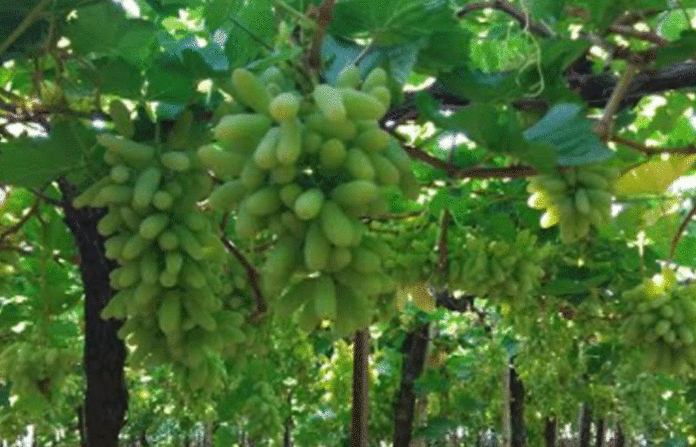 grapes