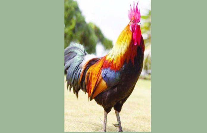 cock