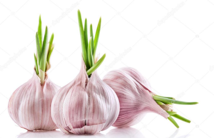 garlic