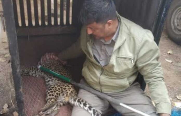 leopard