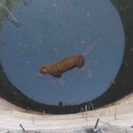 leopard-in-well