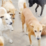 सांगलीत भटक्या कुत्र्यांची समस्या बिकट, महापालिका क्षेत्रात 25 हजारांहून अधिक भटकी कुत्री