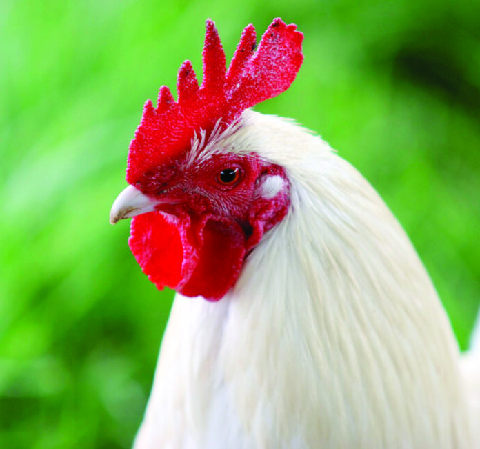 cock 11
