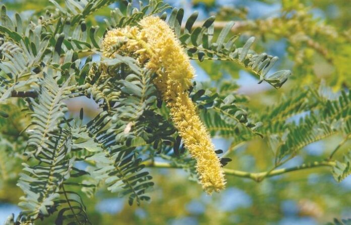 foreign tree1