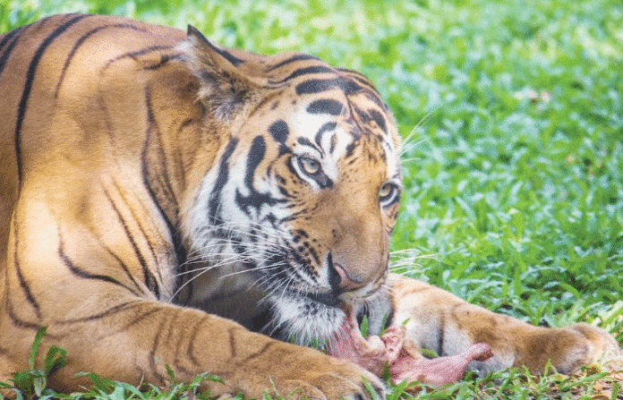 tiger