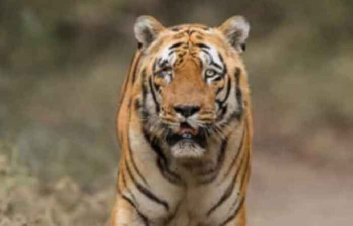 tiger tiger